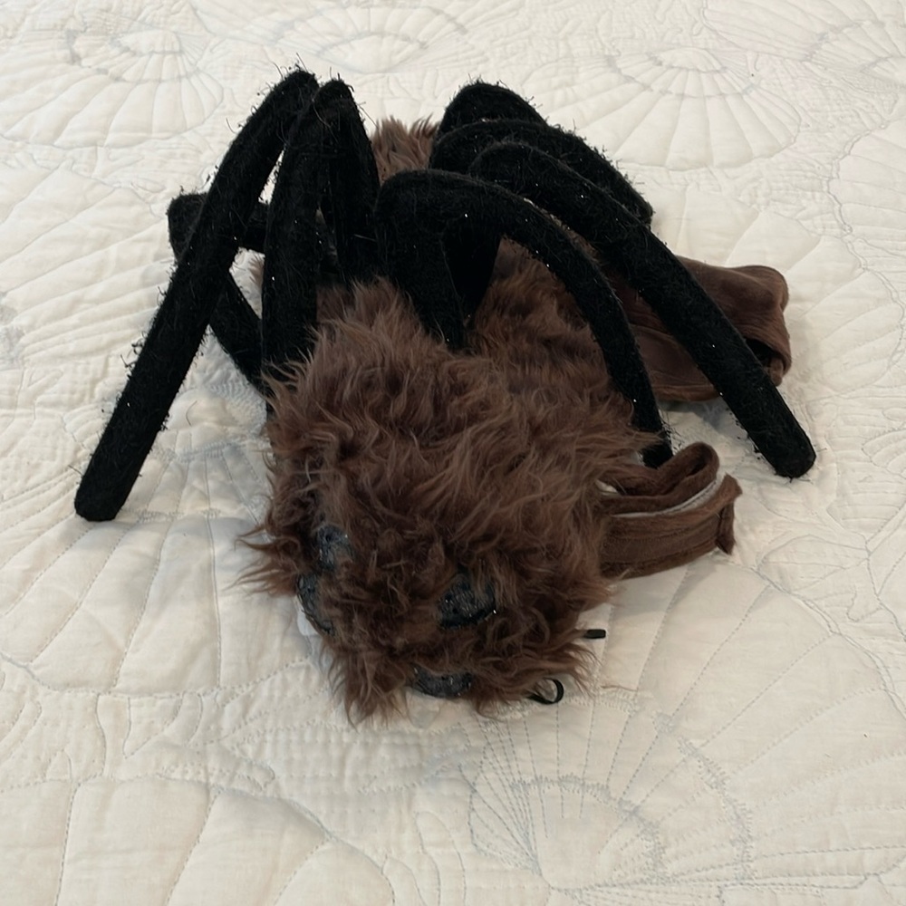 Halloween Spider pet costume
